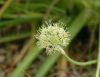 Show product details for Allium hookeri muliense